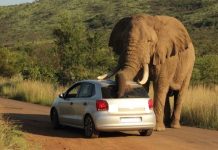 Horror scenes as elephant pulls American tourist out of car and tramples her to death