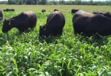 Man beaten with knobkerrie, left for dead by neighbour after argument over stray cattle