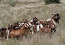 Mike Chimombe and Moses Mpofu in deep trouble over US$7 million Presidential Goat Scheme scandal