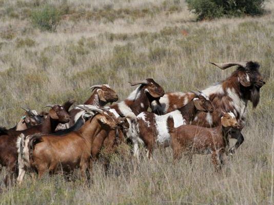 6 armed robbers raid farm, get away with 36 goats and 11 sheep