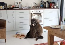 Turmoil as marauding baboons force Zanu PF minister to abandon home