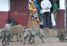 Courageous act turns fatal as Good Samaritan loses life in hyena attack while trying to rescue woman