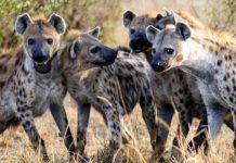 Bizarre Discovery: Aspiring prophet caught with hyena nose and vulture skull