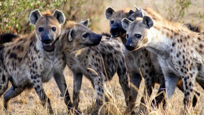 hyenas.jpg