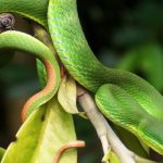 green mamba