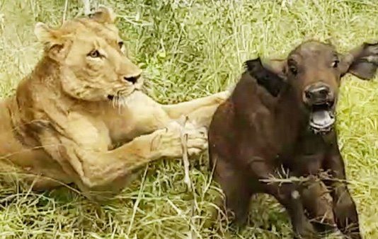 Teachers and parents terrified as lion attack leaves donkey and ox dead