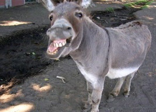 If you’ve eaten a meal from backyard canteens in Byo, odds are high that you’ve sampled donkey meat