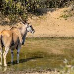 eland in dam_600x400