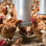 layers-chicken_600x337