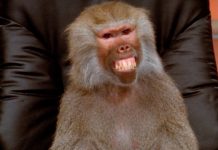 Sensational Discovery: Live baboon uncovered under gogo’s bed in dramatic cleansing ceremony