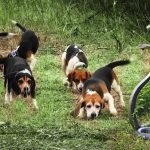 black-mamba-dogs_600x338