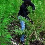 mbanje-weed-cannabis