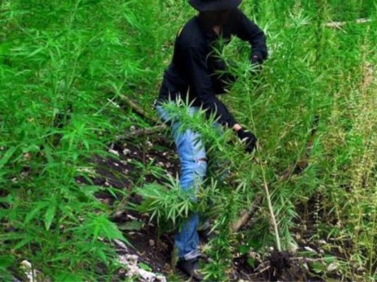 Man in hot soup after being found with mbanje plants in his garden