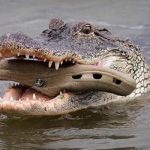 crocodile eating shoe