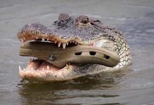 Maumbe was shot dead in front of villagers & his body was thrown into Save river to feed crocodiles