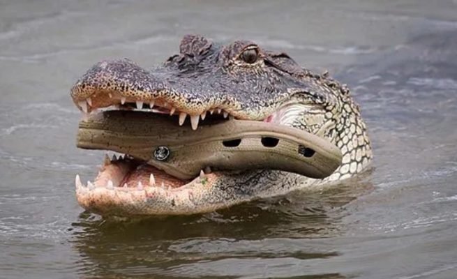 MACHENI: Kariba crocodile which killed 21 men and ate their private parts only sets tongues wagging
