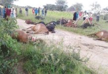 Total disaster as January disease kills 12 000 cattle