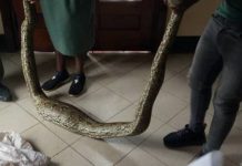 2 Tsikamutandas in hot soup after being caught planting a python behind wardrobe at Gono’s homestead