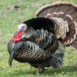 turkey-bird