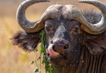 Forestry Commission officers in trouble after taking meat from a buffalo which was killed by a lion