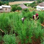 Cannabis-Farm-mbanje