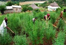 Police raid uncovers 25 mbanje plants in 73-year-old madala’s garden