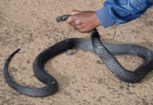 ‘Snake catcher’ gets 30 years behind bars: I was chasing a King Cobra and it went into…