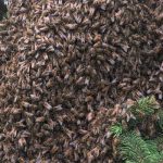 bee-swarm
