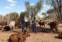 17 cattle recovered as police arrest 7 habitual stock thieves