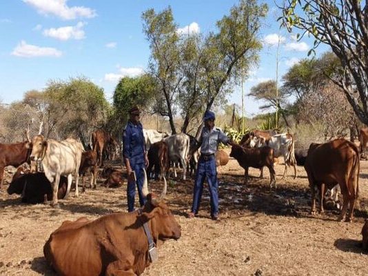 Major stock theft bust: 2 rustlers caught after stealing 28 cattle