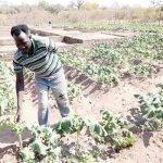 Mr-Rameck-Gwenhure-checks-vegetables-in-the-garden-at-his-residential-stand-in-Binga
