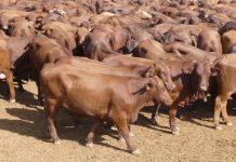 Why Chegutu West MP Dexter Nduna showered ED Mnangagwa with 65 cattle at rally: Details leaked