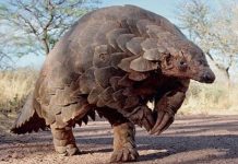 University student gets 9 years in jail after being caught selling pangolin skin
