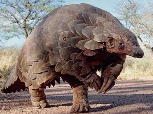 Tough sentence sends clear message: Man (36) imprisoned for illegally possessing live pangolin