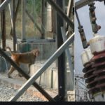 screenshot_2020-08-04-baboons-