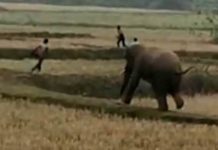 Teacher injured in elephant attack while walking to school