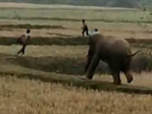 Teacher injured in elephant attack while walking to school
