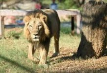 2 village heads in serious trouble for killing a lion worth US$20,000