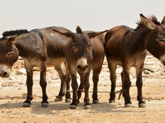 Man savagely beaten to death following a dispute over missing donkey