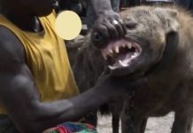 Commotion as strange hyena mauls Chief Gwasira and 5 villagers in terrifying attack