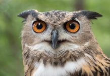 Fracas as mysterious owls torment man in bizarre family dispute