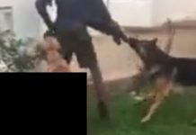 Residents living in fear as vicious dogs run rampant in Bulawayo suburb
