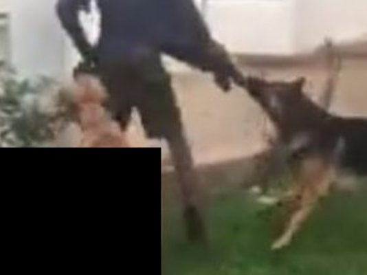 401 people brutally bitten as stray dogs wreak havoc in Zimbabwe