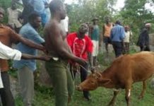Woman hears funny sounds coming from her kraal, rushes there & catches man having ƨǝx with her cow