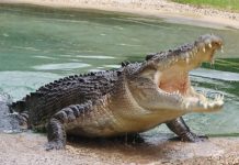 SO SAD: Grade 6 girl dies after being attacked by crocodile while fishing with her friends