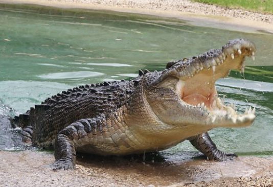 SO SAD: Grade 6 girl dies after being attacked by crocodile while fishing with her friends