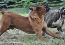 Sleep-deprived homeowner pleads for help: How do I shut up my neighbour’s loud dogs?