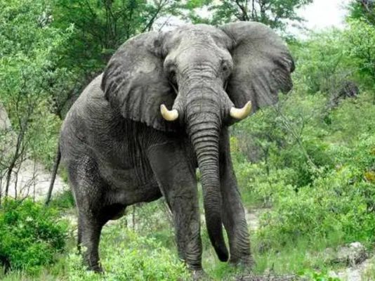 Heartbreaking Tragedy: Over 100 elephants die in Zimbabwe’s Hwange National Park