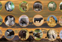 The origin of totems in Africa – Mhofu, Mbizi, Shumba, Nyati, Hungwe…