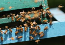 Commotion in court as sangoma orders swarm of ‘angry’ bees to arrest murderers